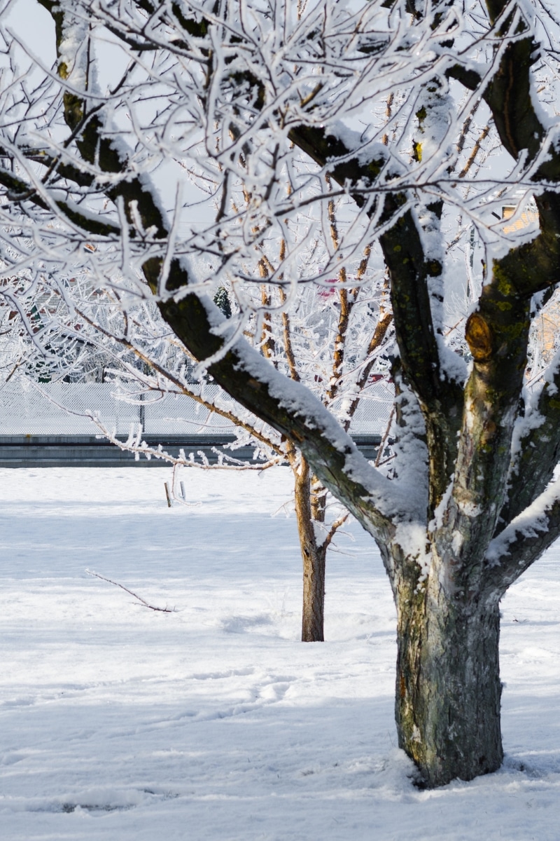 Un arbre fruitier recouvert de neige