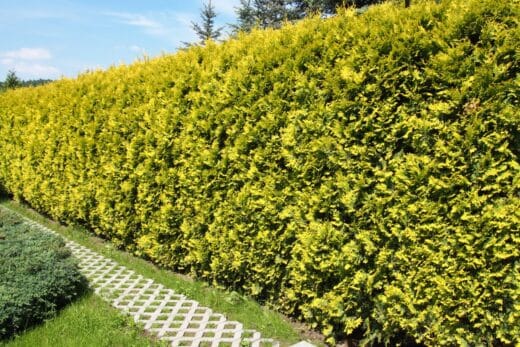À épingler : Haie de Thuyas : techniques de plantation et entretien faciles pour un jardin magnifique !