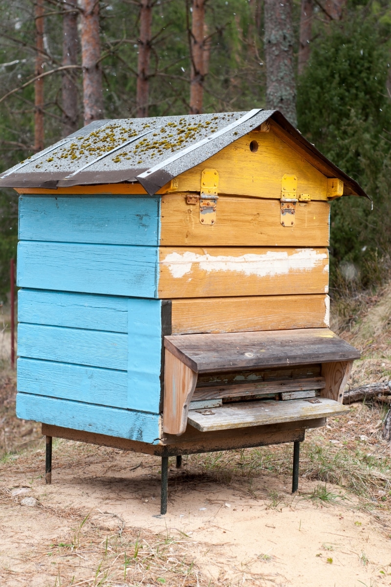 Une ruche d'abeilles en hiver