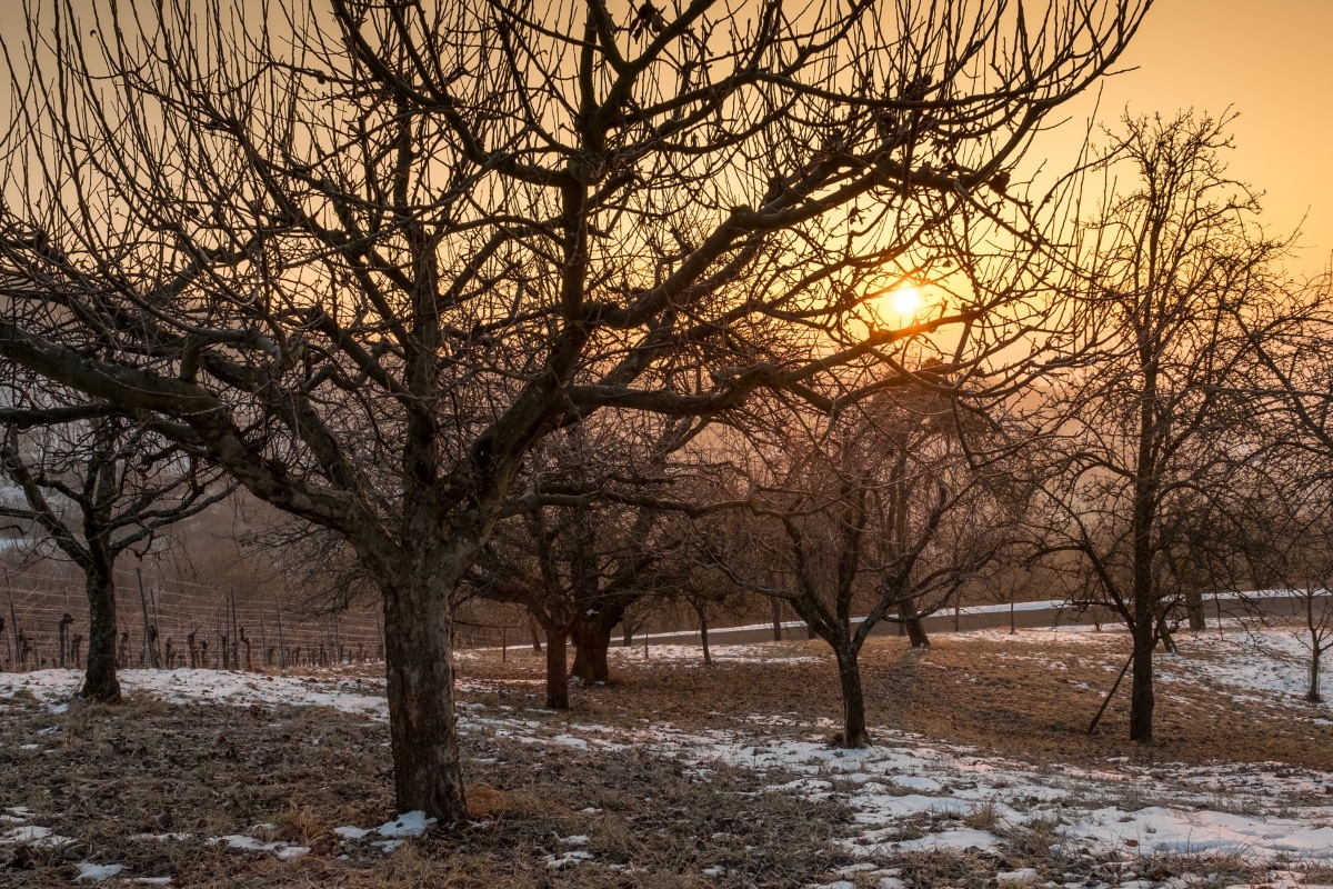 Verger en hiver : voici ce que vous devez impérativement faire en janvier pour protéger vos arbres fruitiers !