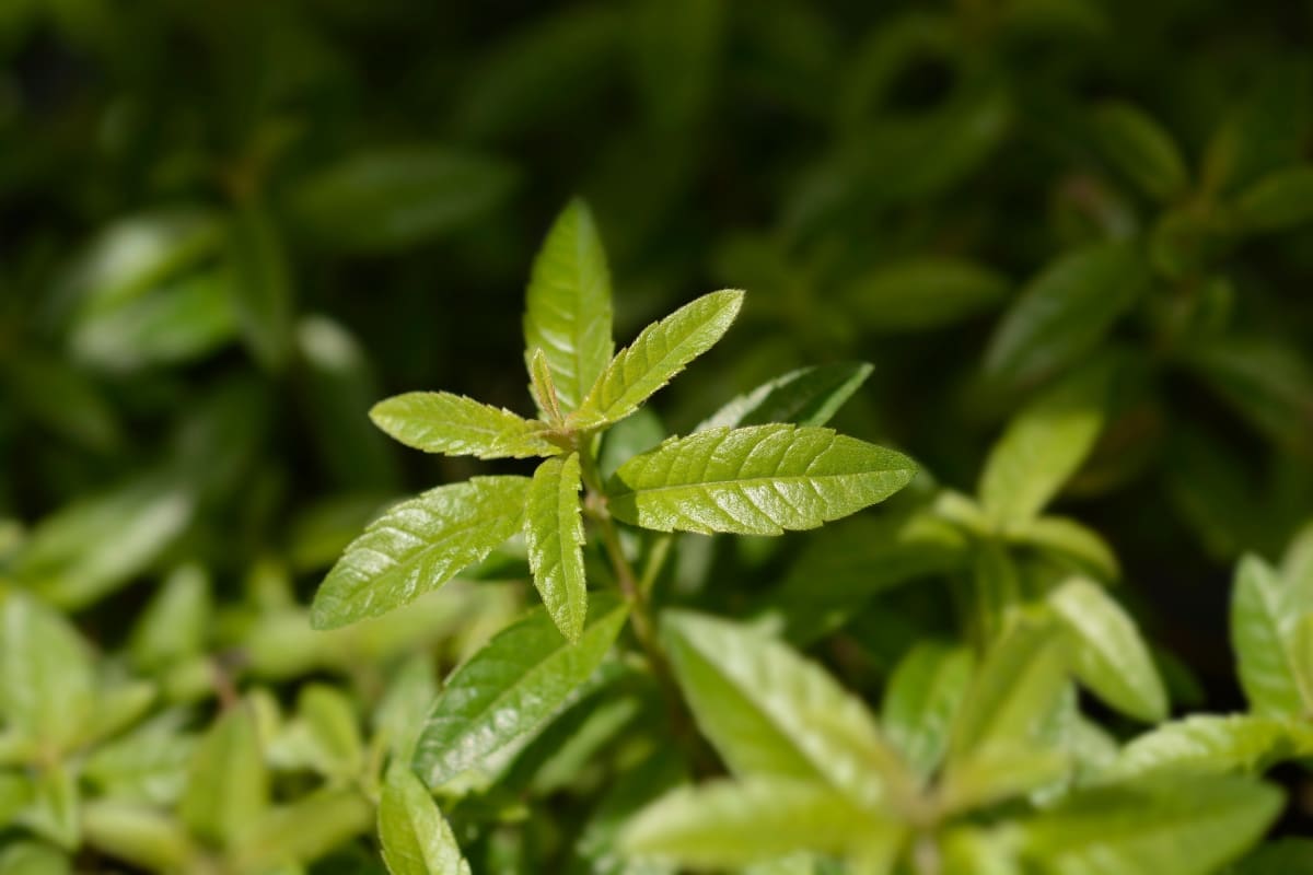 Verveine en péril ? Les secrets pour la protéger efficacement en hiver !