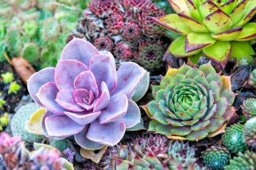 À épingler : Voici les meilleures plantes grasses résistantes au froid de l’hiver !