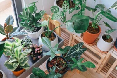 Voici les plantes d'intérieur robustes qui résistent même au froid de l'hiver !