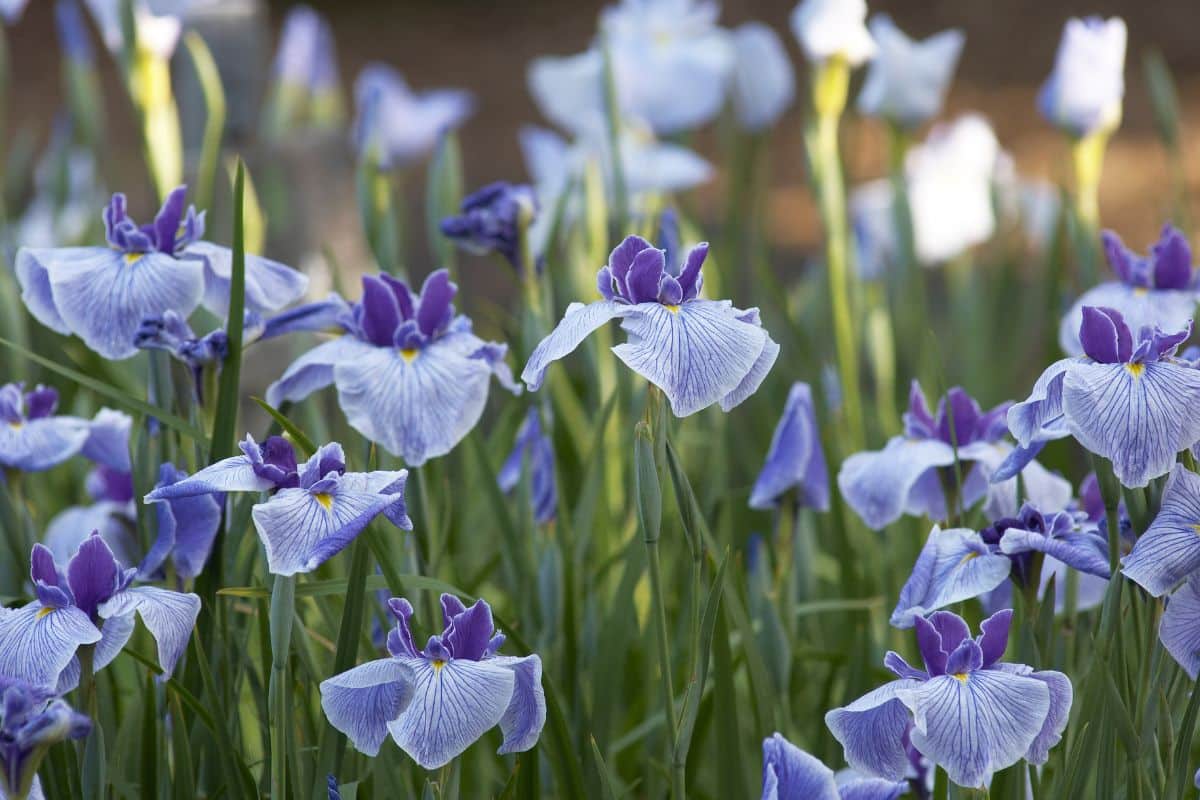 10 fleurs de printemps vivaces pour transformer votre jardin en paradis terrestre