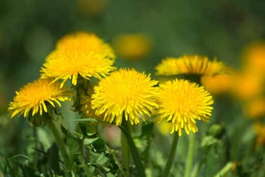 À épingler : 5 fleurs jaunes sauvages qui vont illuminer votre jardin instantanément !