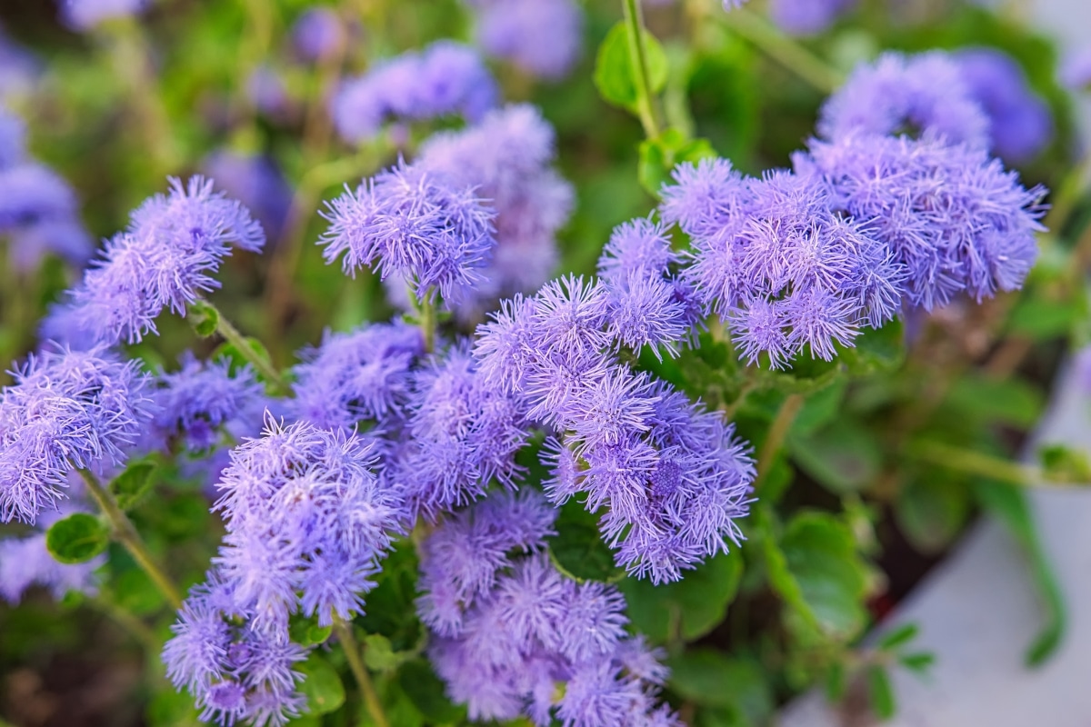 Ageratum a jardin