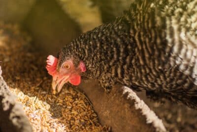 Ajouter du sable à la mangeoire des poules