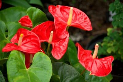 Anthurium ou langue de feu 