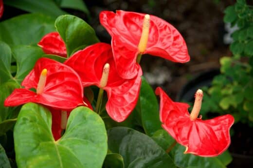 À épingler : Votre anthurium ne fleurit pas ? Conseils et techniques d’entretien pour le revitaliser !