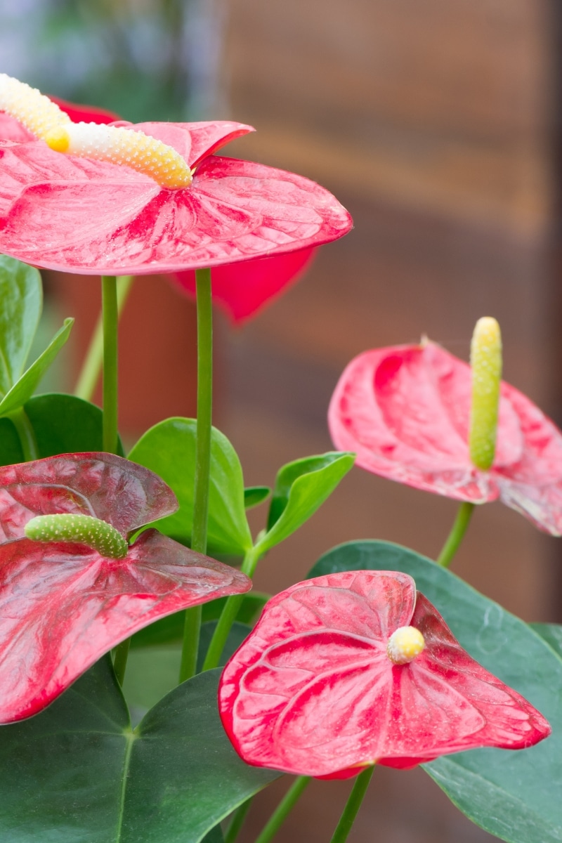 Anthurium 