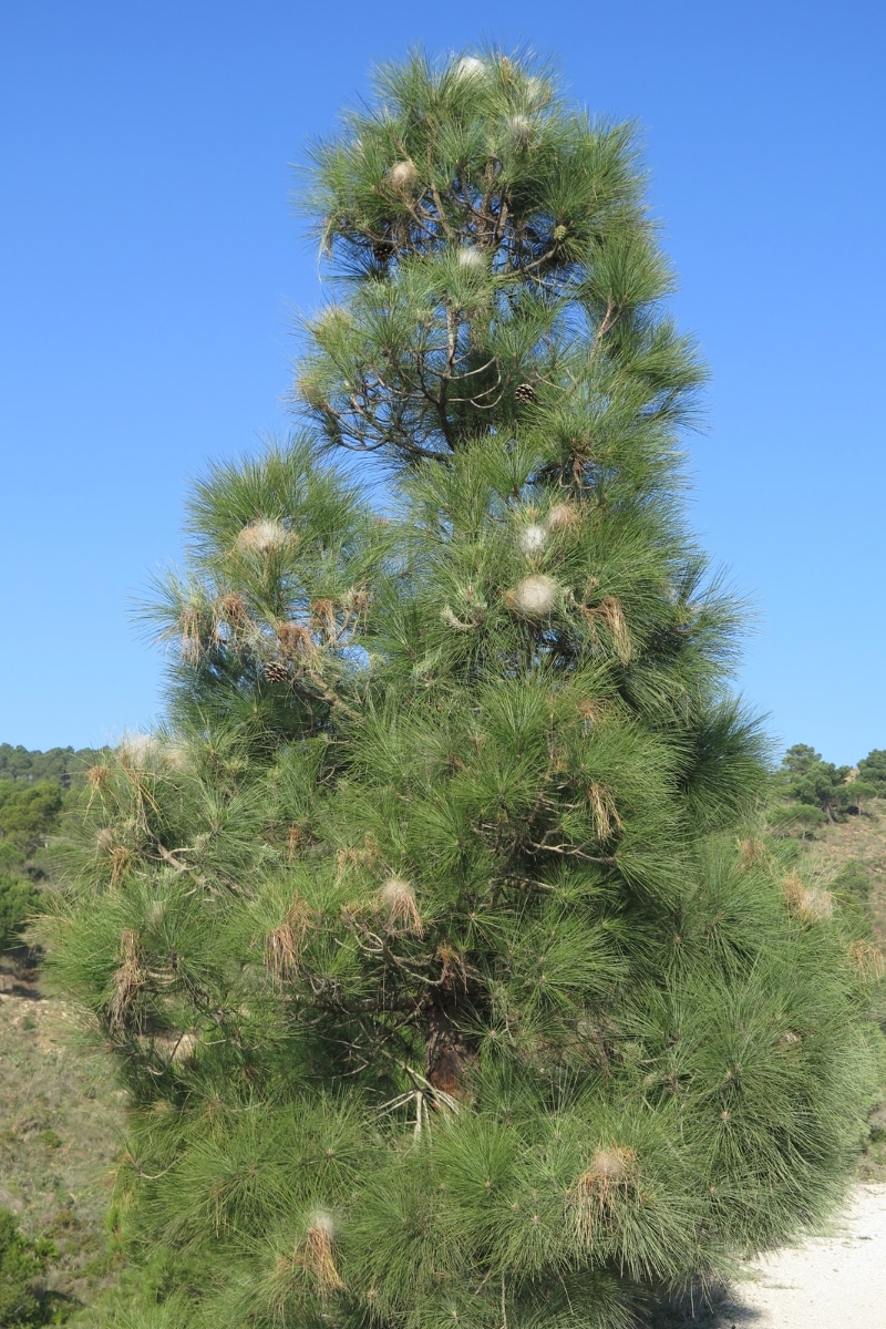 Arbre infesté de chenilles processionnaires