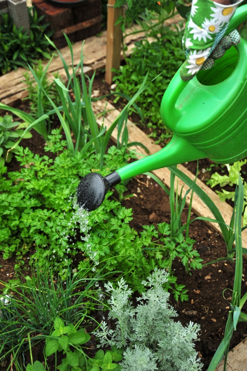 Arroser les plantations de son potager