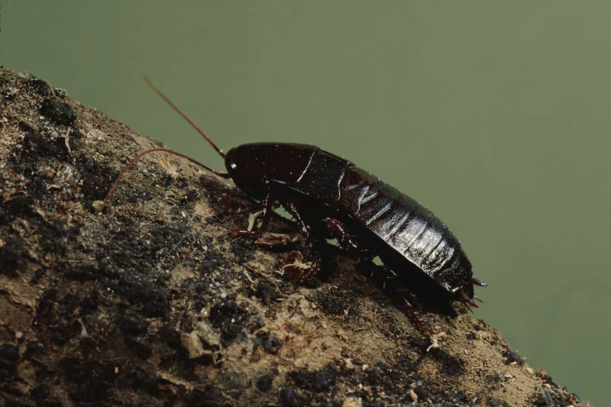 Cafard noir de jardin : les vraies astuces pour s’en débarrasser