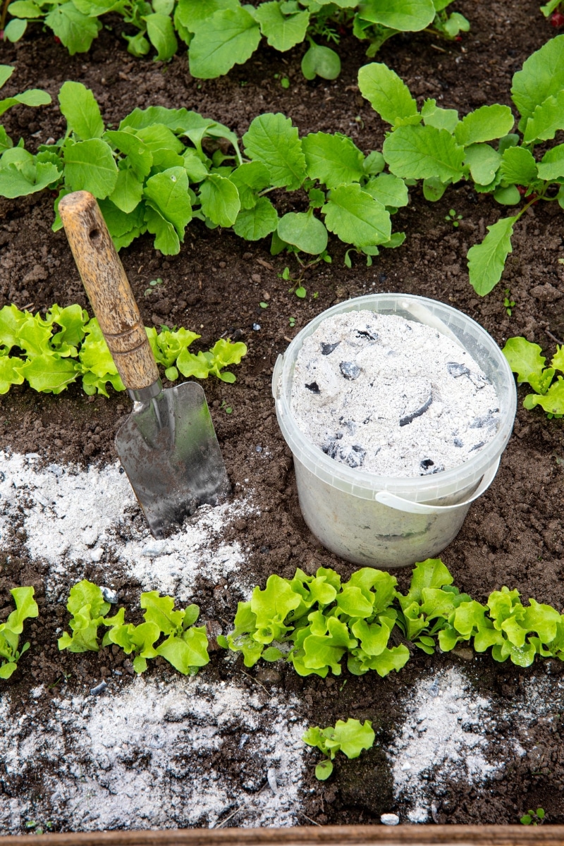 Cendres de cheminée au jardin