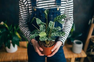 Ces plantes à offrir pour la Saint-Valentin