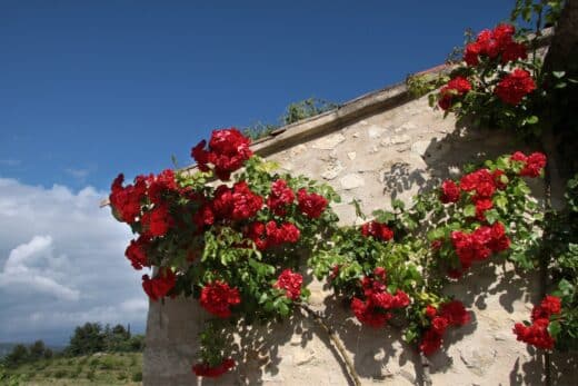 À épingler : Les plus belles plantes grimpantes à absolument avoir dans son jardin !