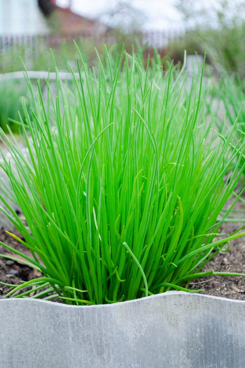 Ciboulette au jardin