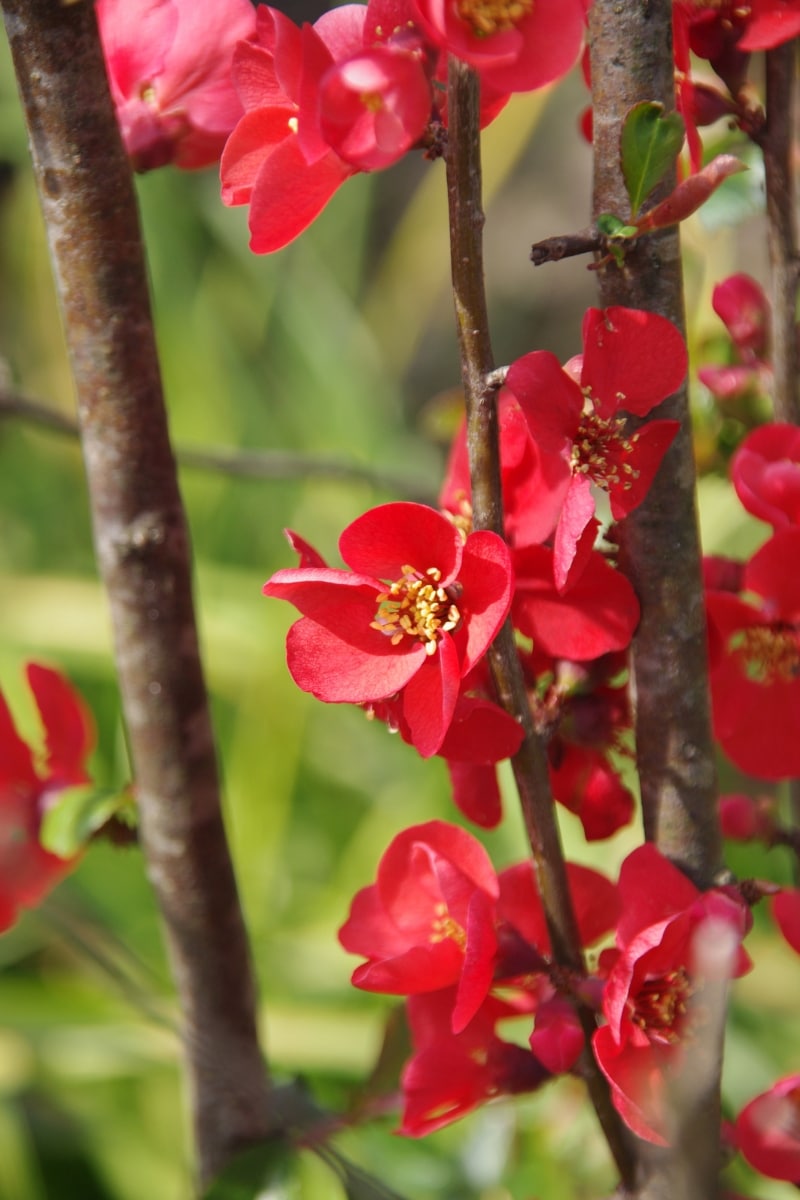 cognassiers du Japon floraison