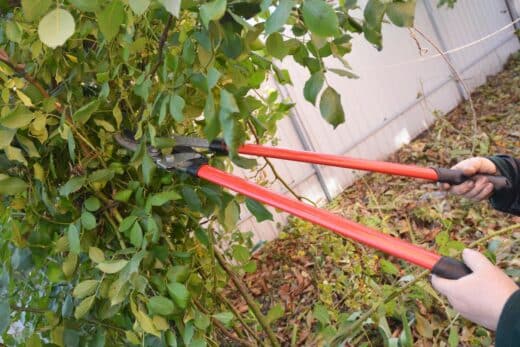 À épingler : Comment savoir quand il est temps de tailler des rosiers grimpants ?