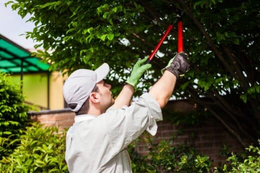 À épingler : Couper les branches du voisin qui dépassent chez soi ? Voici ce que dit la loi
