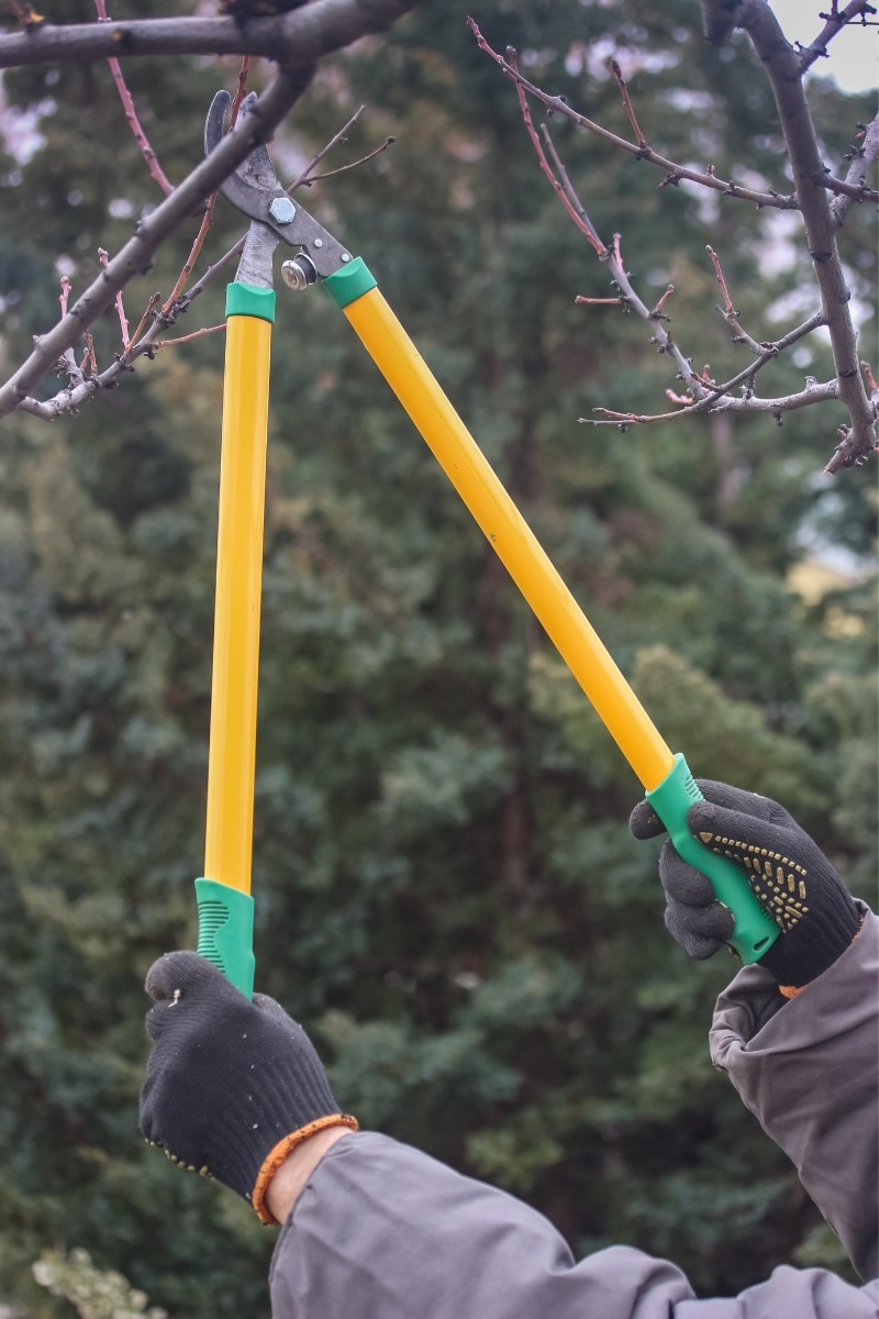 Couper les branches du voisins qui dépassent chez soi