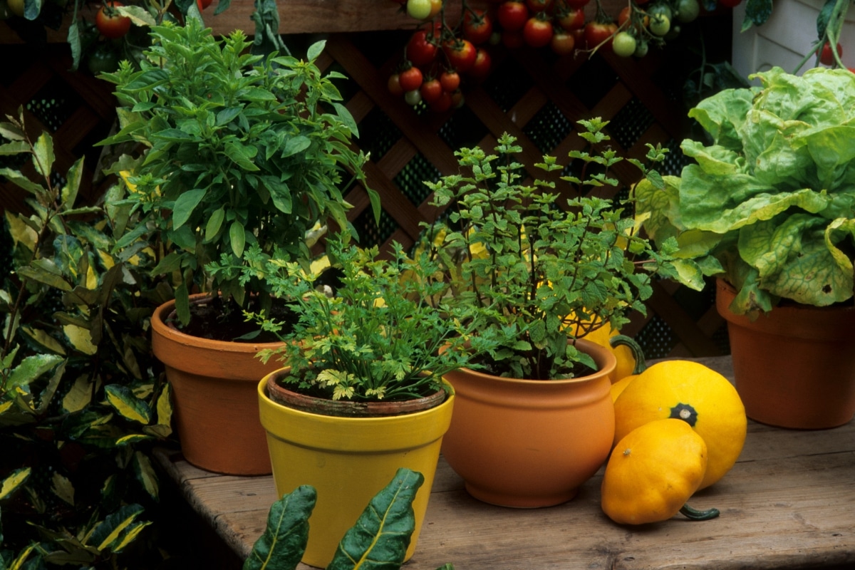 Dit zijn de zeven fouten die je moet vermijden om succesvol aromatische planten te kweken!