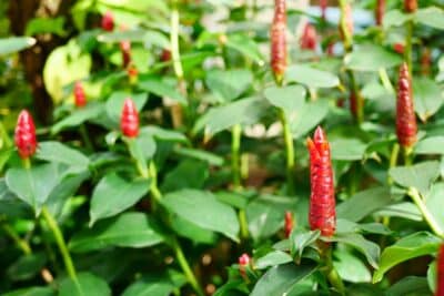 Cultiver du gingembre dans son jardin