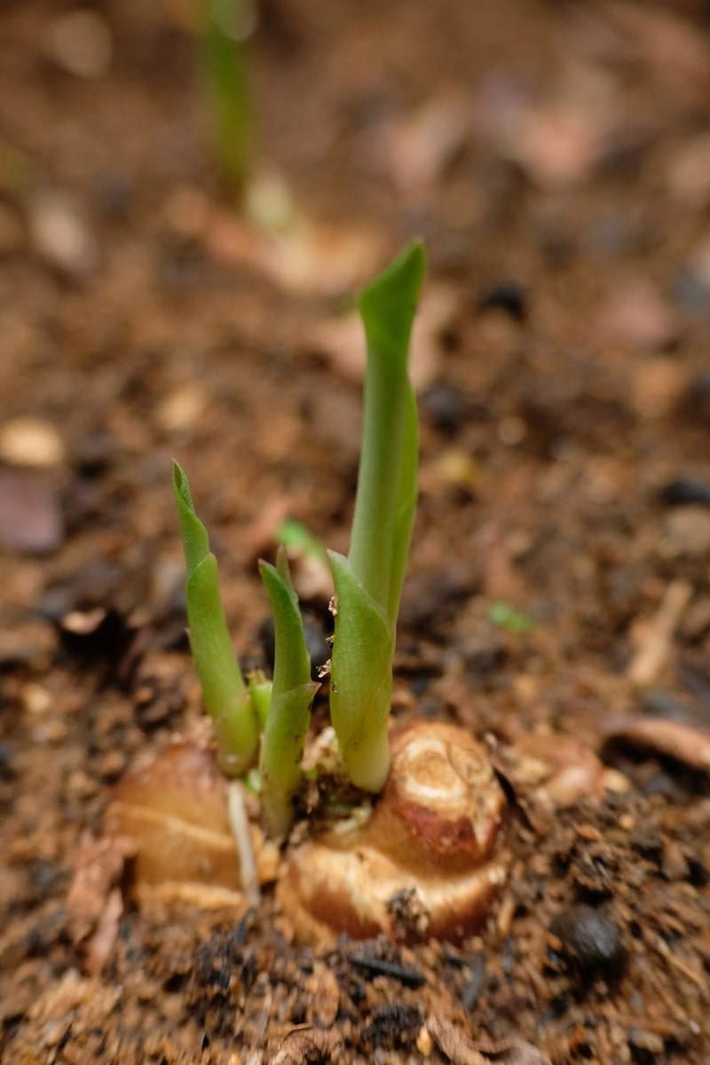 Culture du gingembre au jardin