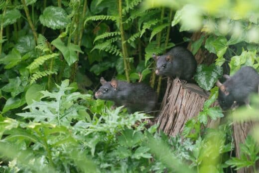 À épingler : Rats dans le jardin ? Éliminez-les avec ce produit qui se trouve dans votre salle de bain !