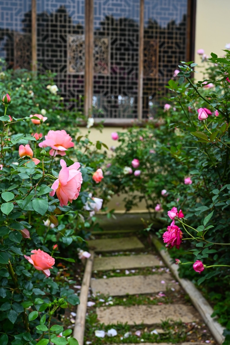 Des roses au jardin