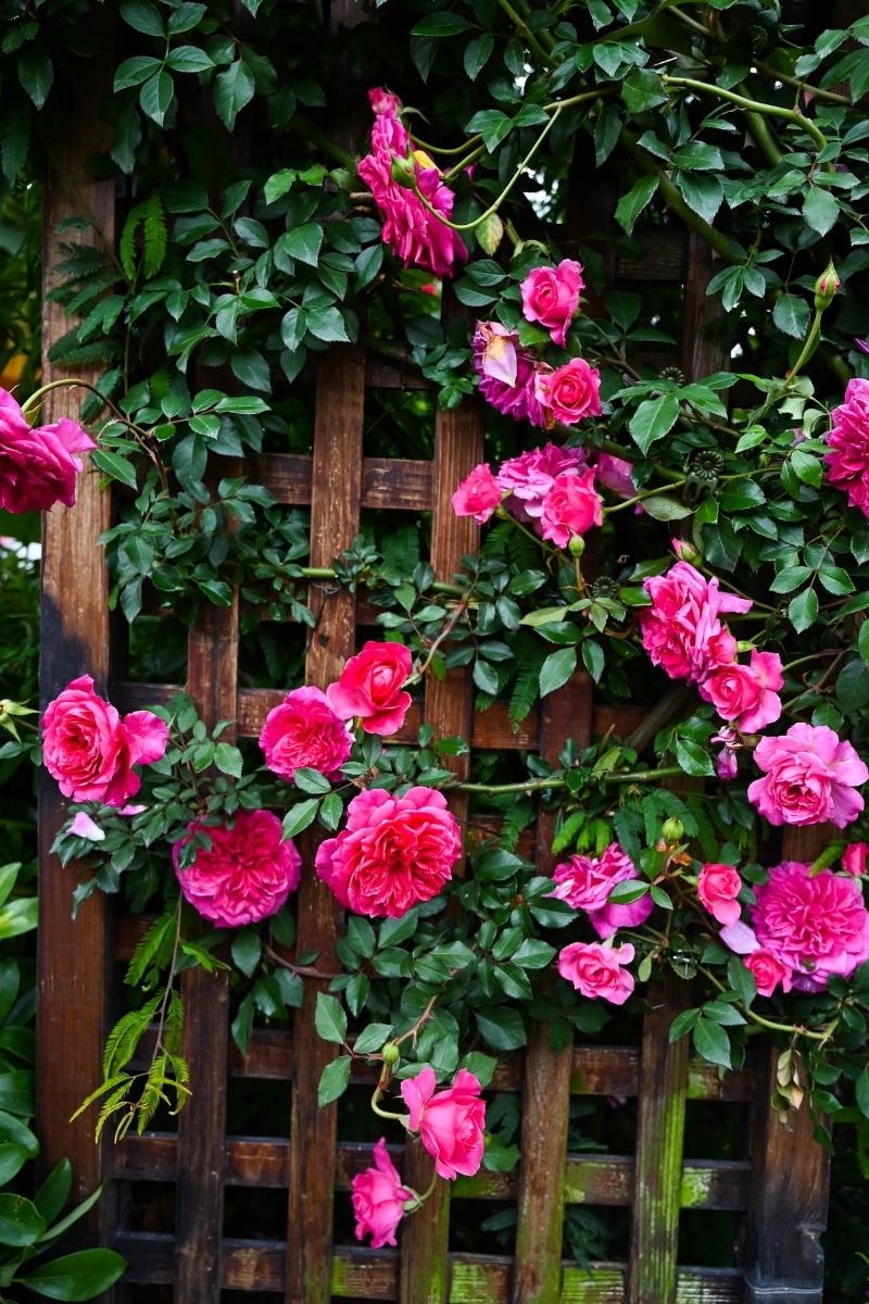 Des roses grimpantes au jardin