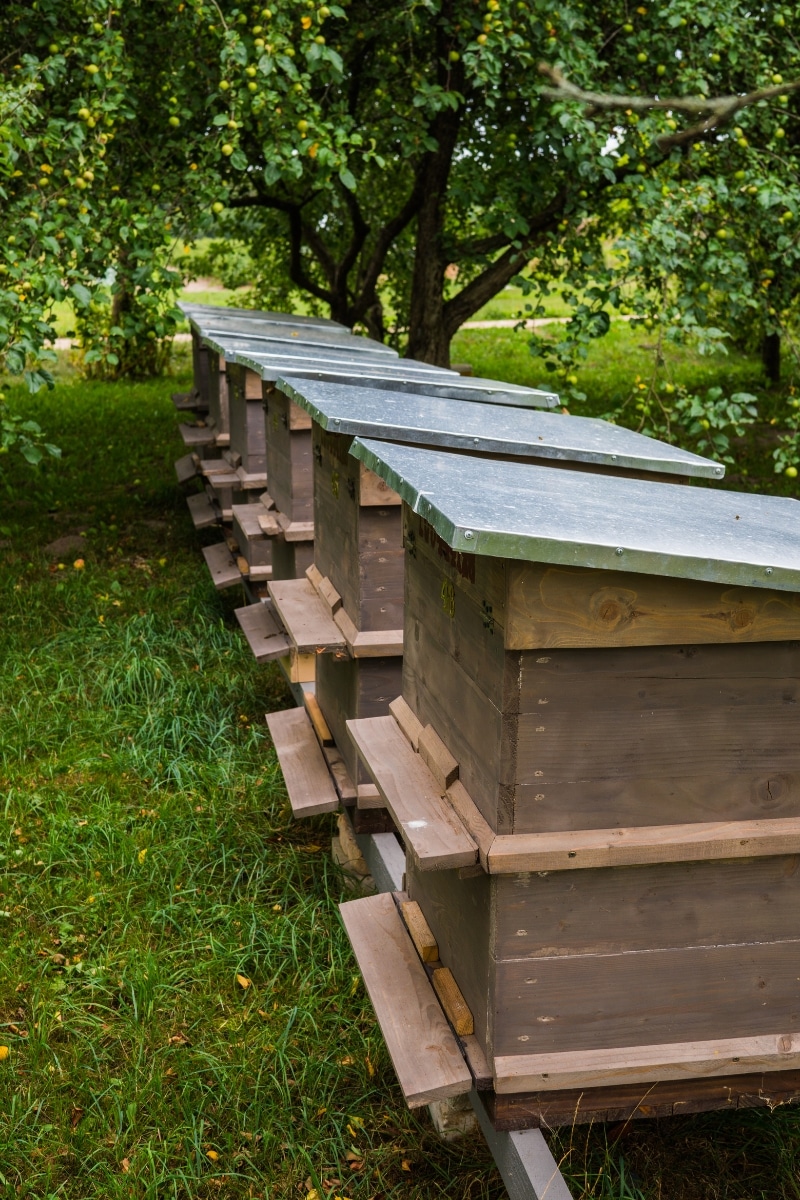 Des ruches au jardin