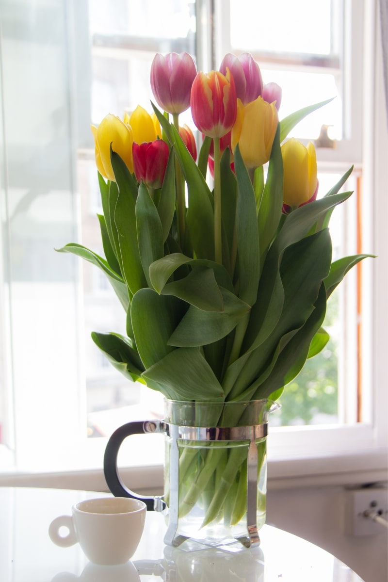 Des tulipes dans un vase