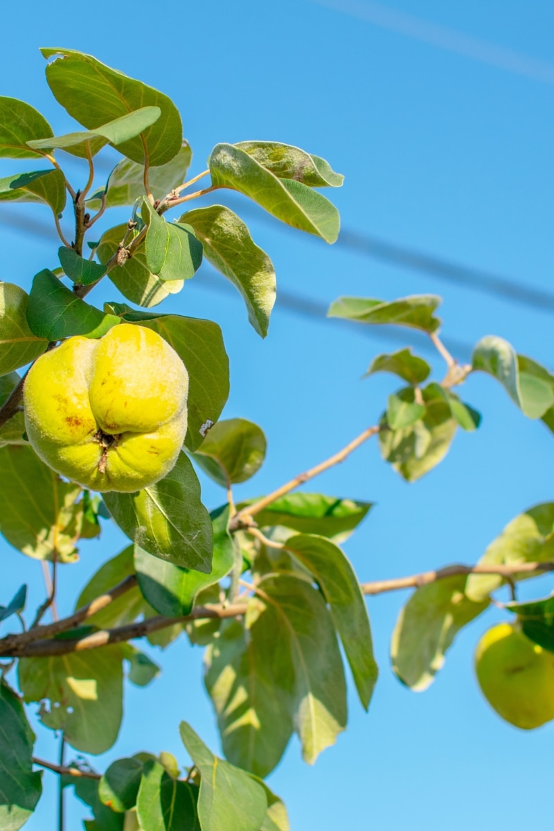 Fruits des cognassiers du Japon