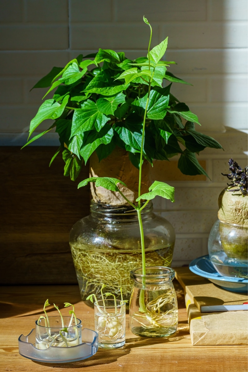 Germination de la patate douce