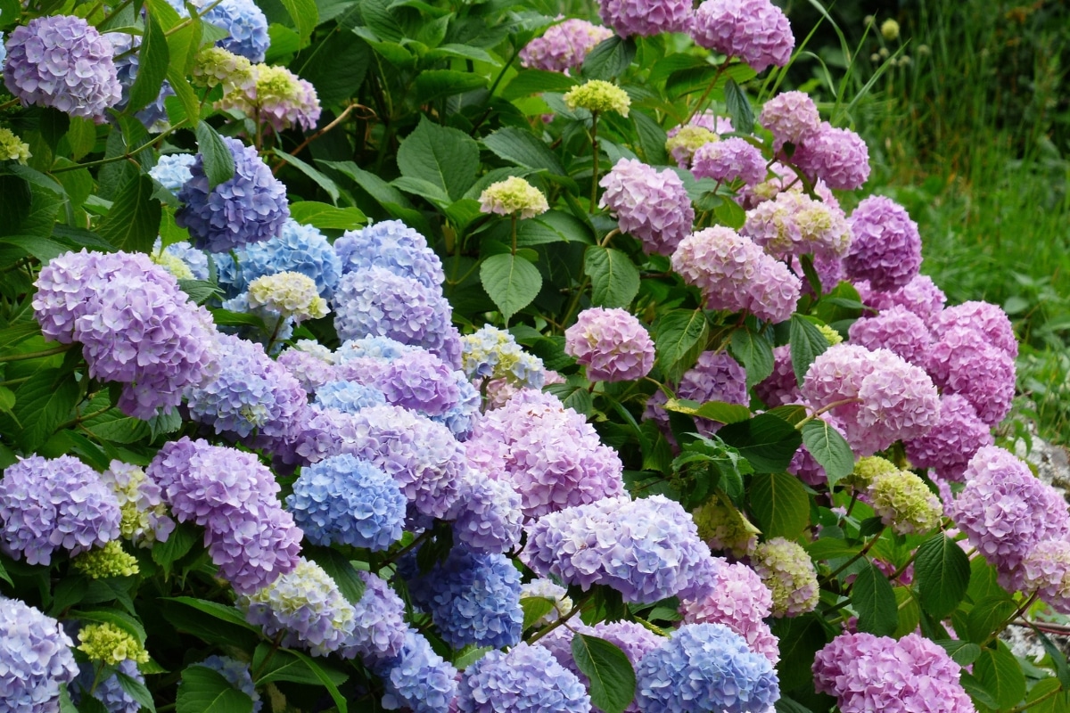 Hortensias au jardin