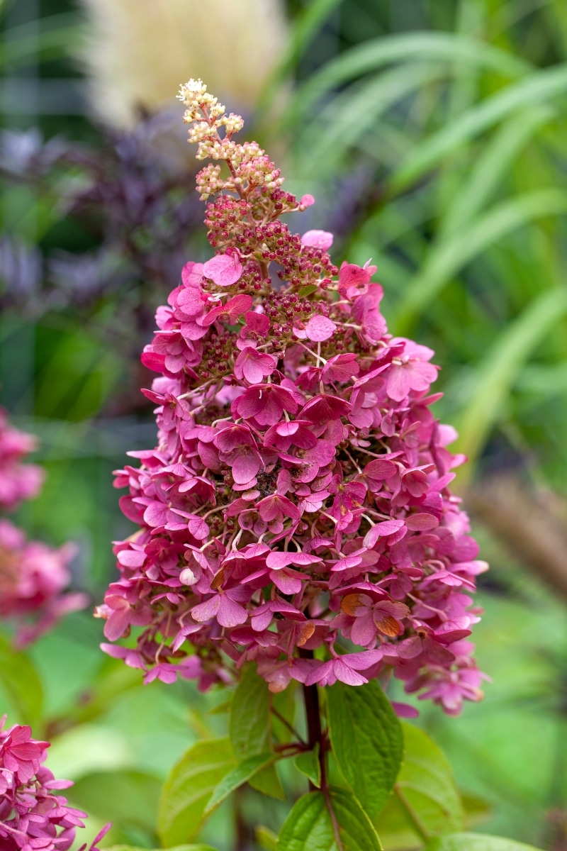 hortensias paniculata