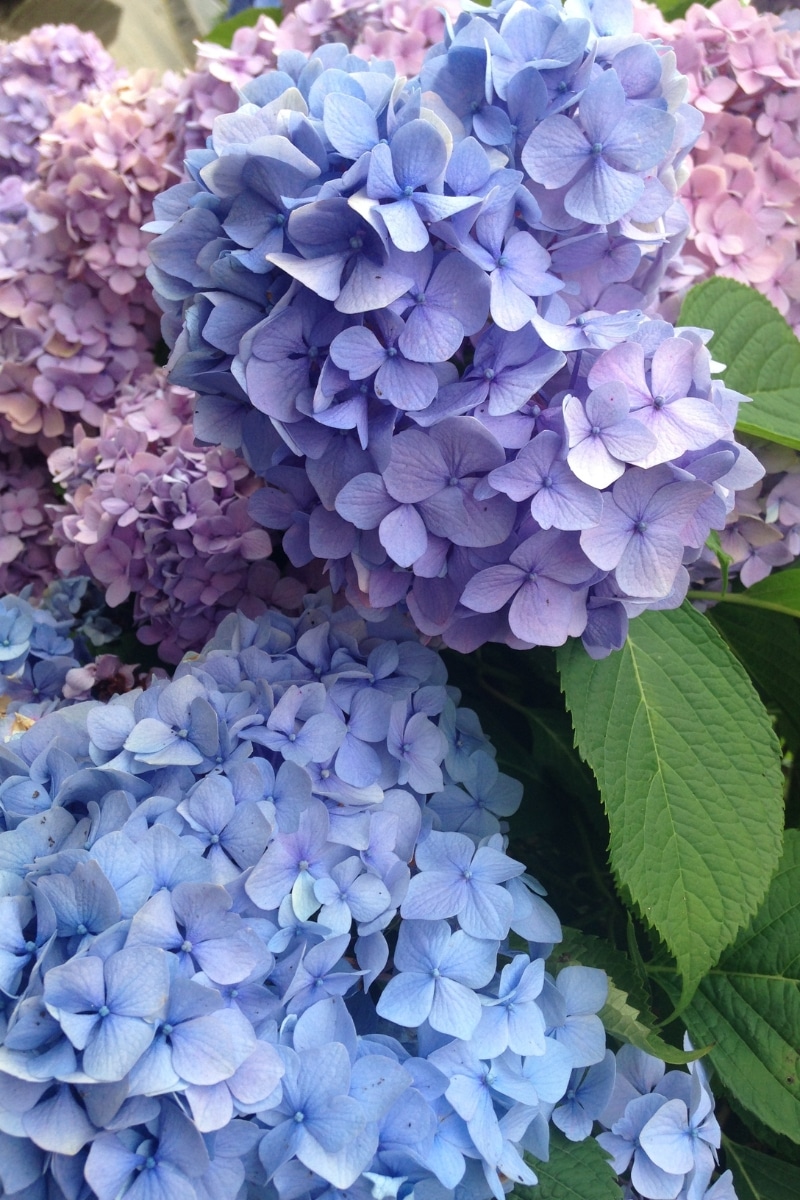 Hortensias