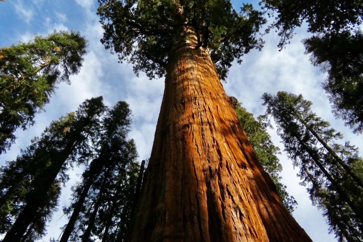 Hyperion, l'arbre le plus grand au monde