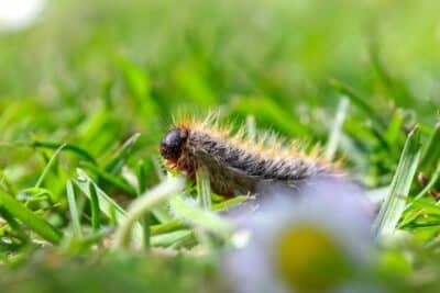 Invasion des Chenilles processionnaires