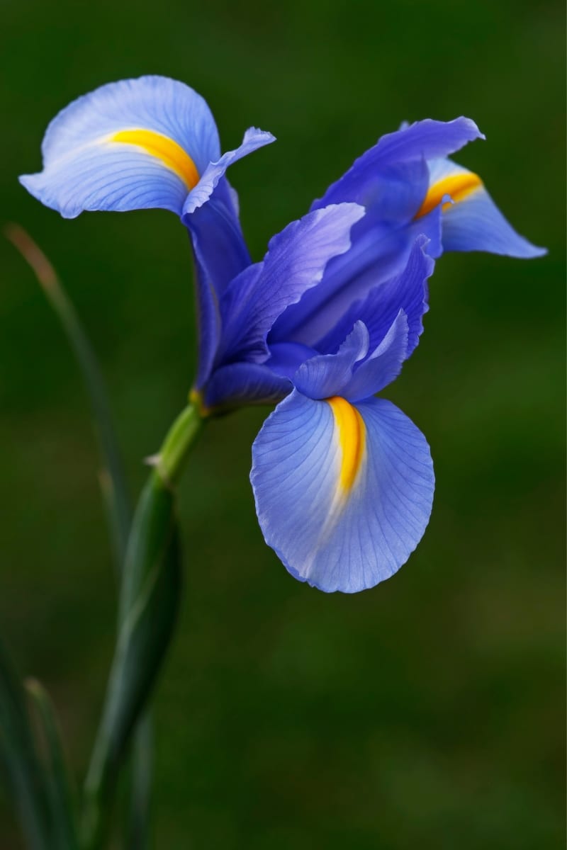 Iris de Hollande