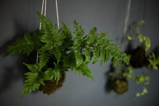 À épingler : Kokedama : transformez votre intérieur avec ces jardins suspendus japonais !