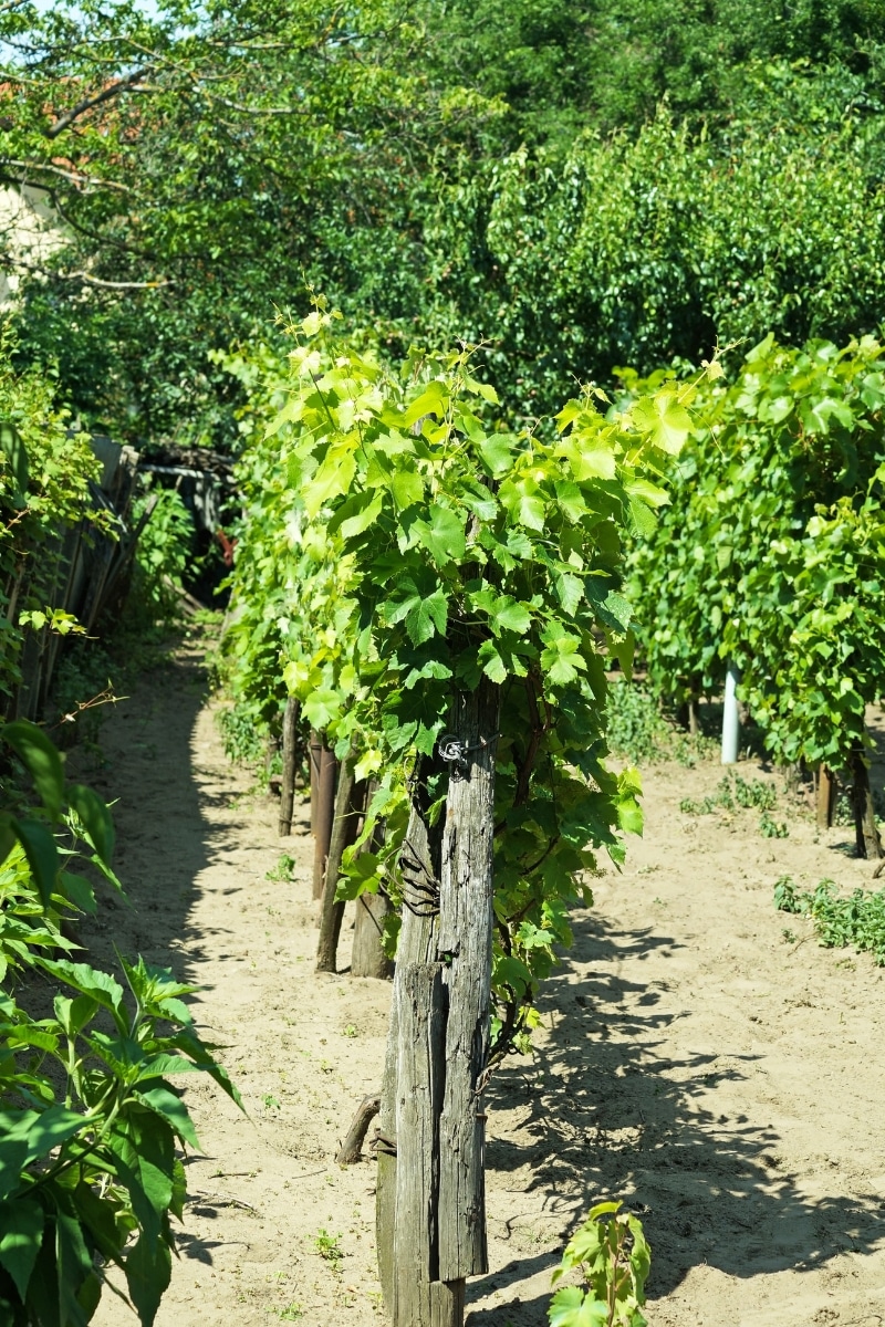 La vigne