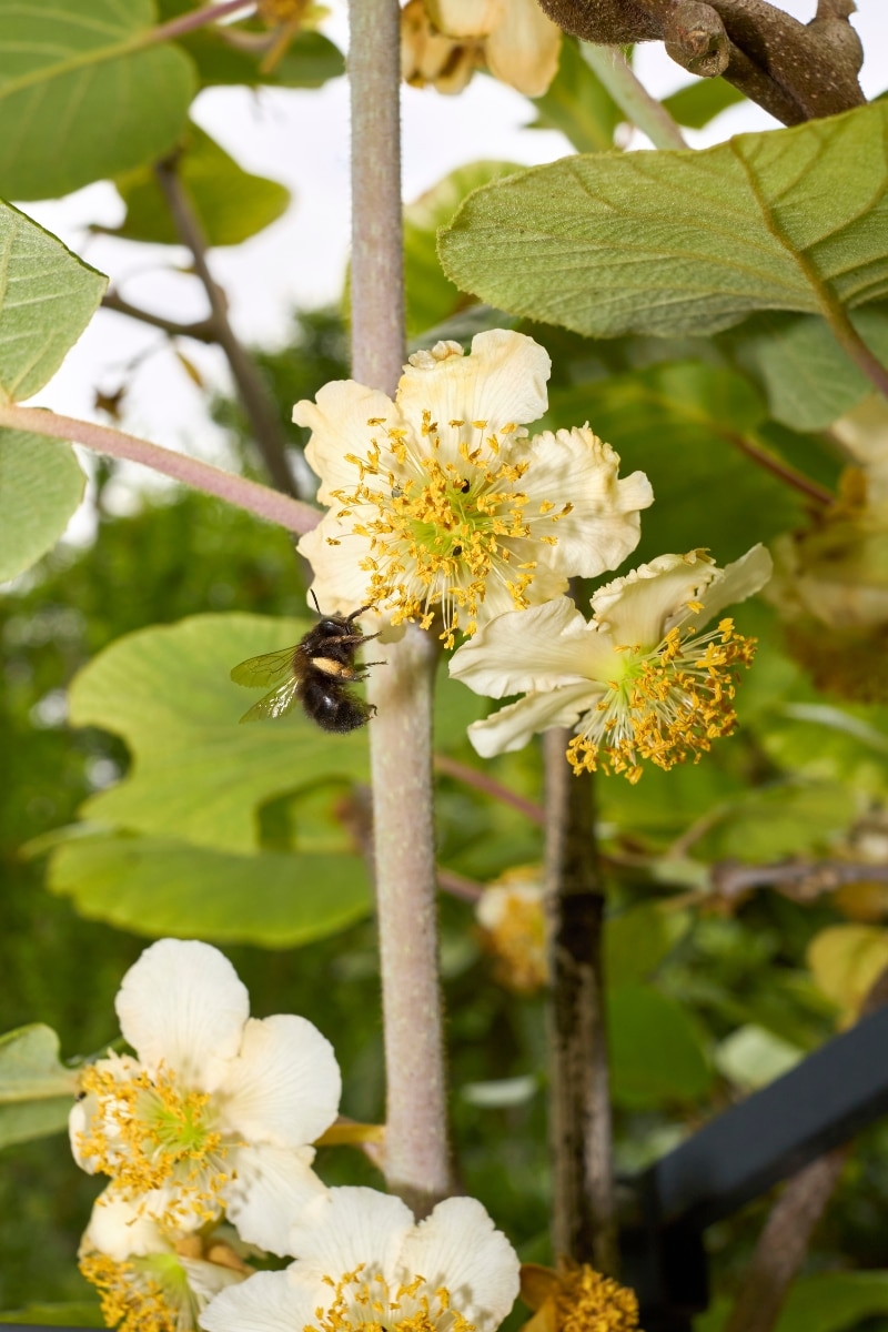 L'actinidia