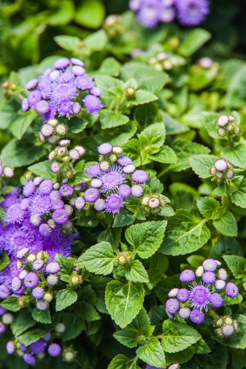 L'Ageratum au jardin