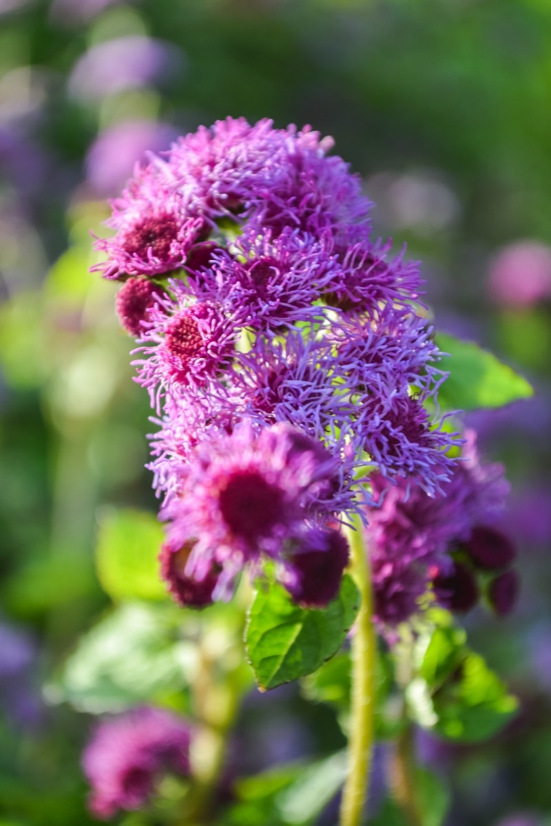 L'Ageratum rose au jardin