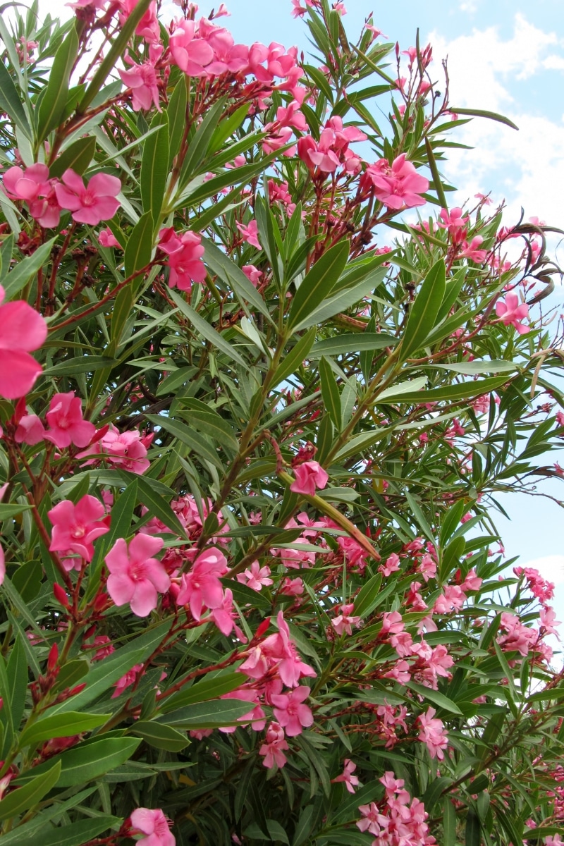 Laurier-rose au jardin