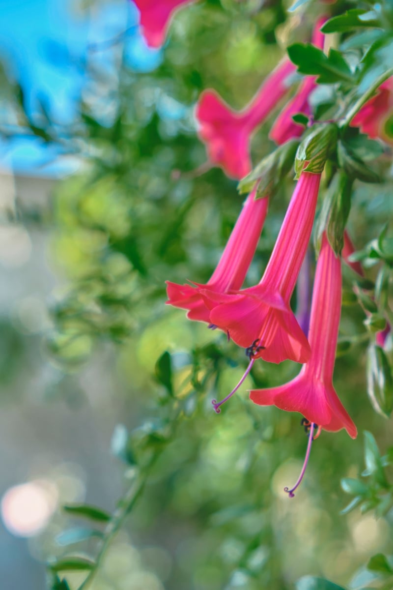 Le Fuchsia Bolivina