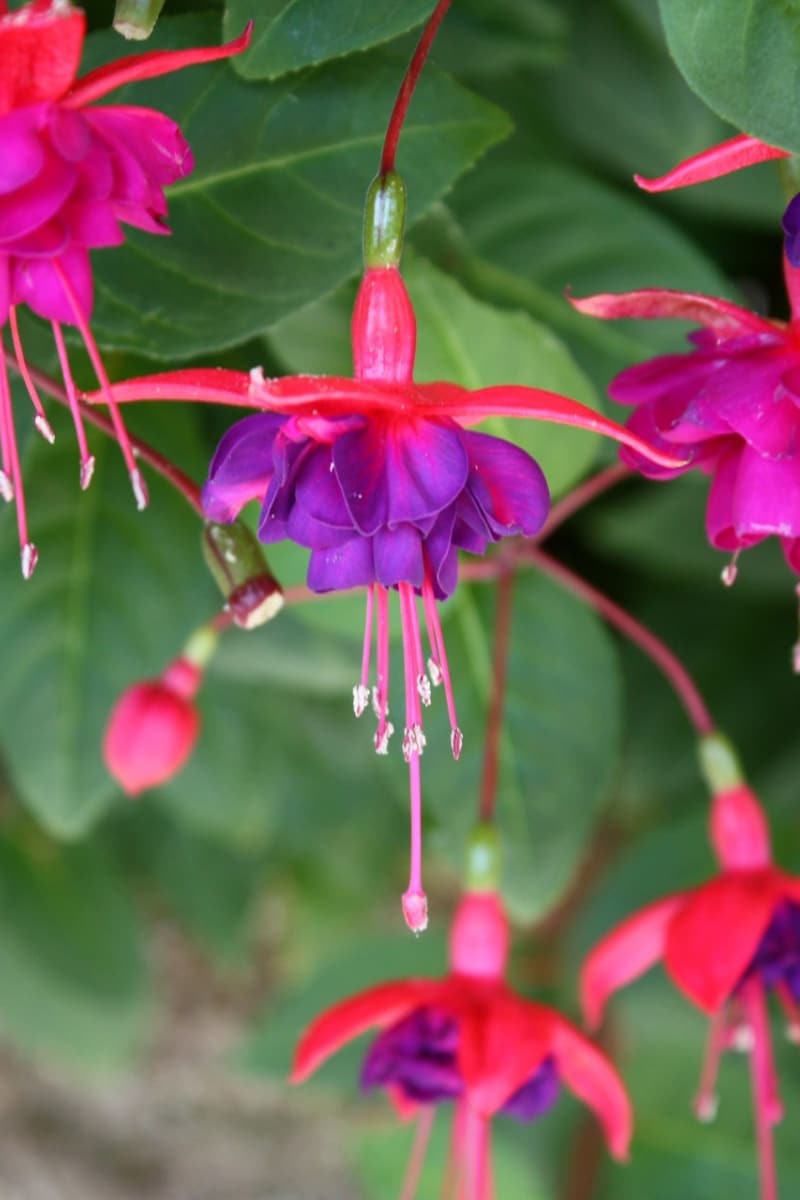 Le Fuchsia hybride