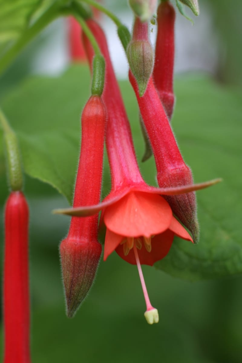 Le Fuchsia triphylla